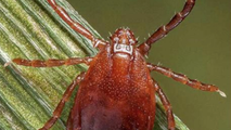 Potentially deadly bacteria found in invasive tick for first time in US